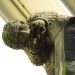 Close up of the Stone Boy
